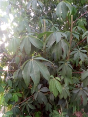 Rhodognaphalon brevicuspe