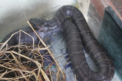 Homalopsis buccata