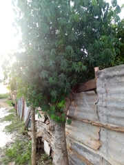 Rhodognaphalon brevicuspe