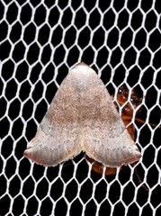 Mataeomera mesotaenia