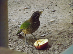 Ailuroedus maculosus