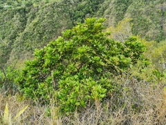 Doratoxylon apetalum