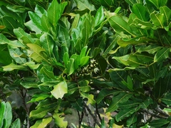 Doratoxylon apetalum