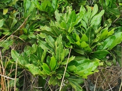 Doratoxylon apetalum