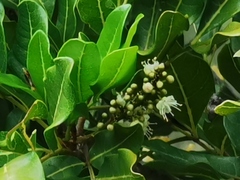 Doratoxylon apetalum