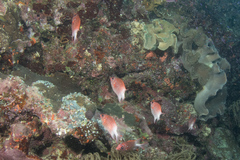 Sargocentron caudimaculatum