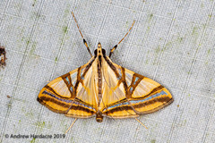 Agrioglypta naralis