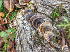 Trametes versicolor