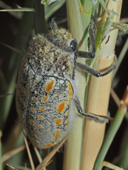 Julodis mitifica
