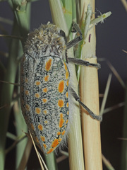 Julodis mitifica