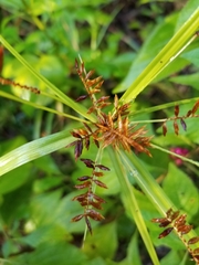 Cyperus tetragonus