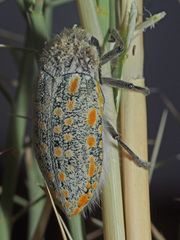 Julodis mitifica