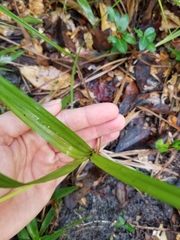 Cyperus tetragonus