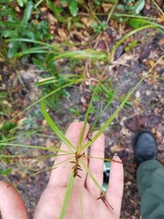 Cyperus tetragonus