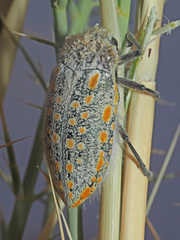 Julodis mitifica