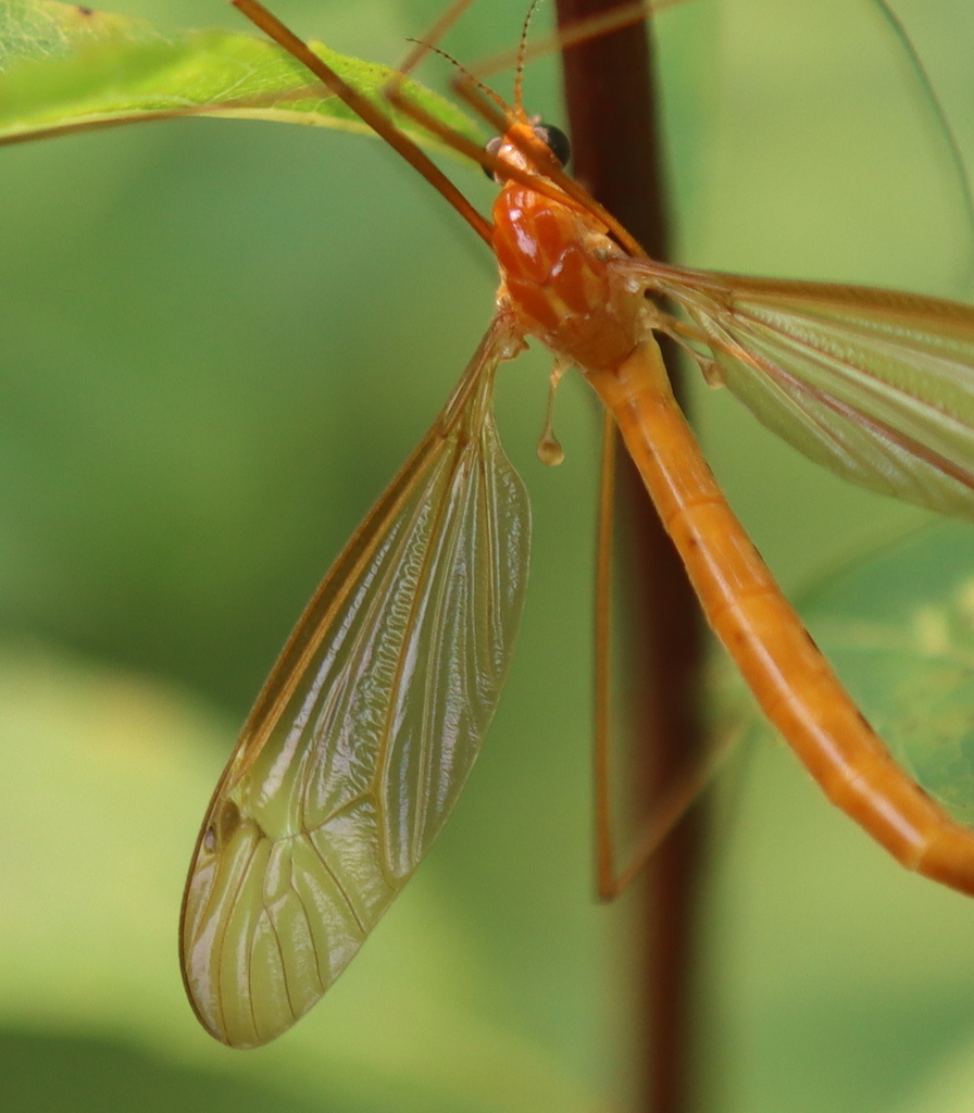 Nephrotoma cingulata