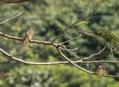 Pycnonotus finlaysoni