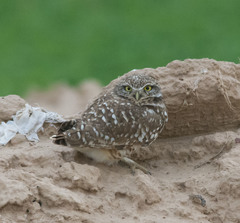 Athene cunicularia