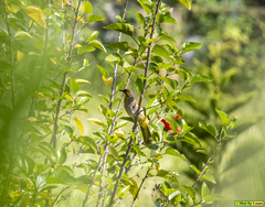 Pycnonotus finlaysoni