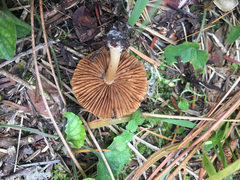 Pseudosperma rimosum