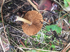 Pseudosperma rimosum