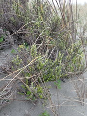 Ozothamnus leptophyllus