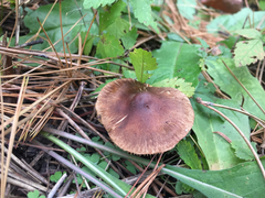 Pseudosperma rimosum