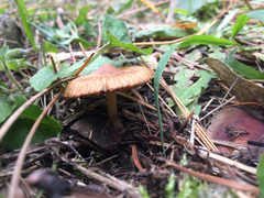 Pseudosperma rimosum