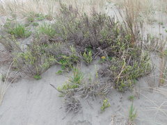 Ozothamnus leptophyllus