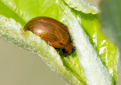 Gonioctena viminalis