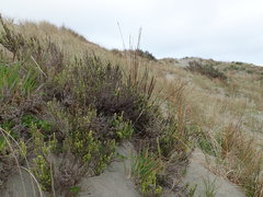 Ozothamnus leptophyllus
