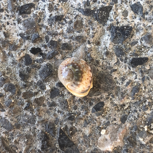 Tritia neritea