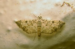 Hileithia approprialis