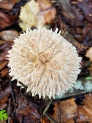 Boletellus ananas image