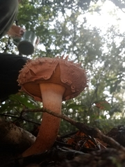 Boletellus ananas image