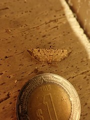 Hileithia approprialis