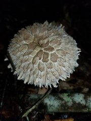 Boletellus ananas image