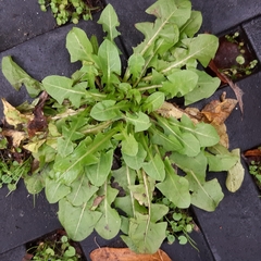 Taraxacum officinale