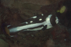 Macolor macularis