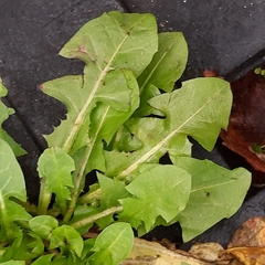 Taraxacum officinale