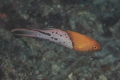 Bodianus anthioides