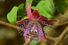 Passiflora venusta
