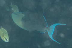 Odonus niger