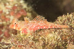 Synchiropus morrisoni