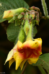 Mandevilla hirsuta