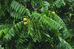 Juglans boliviana