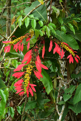 Warszewiczia coccinea