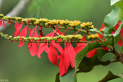 Warszewiczia coccinea