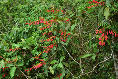 Warszewiczia coccinea