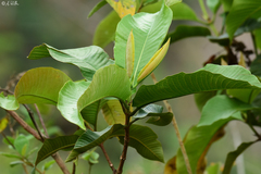 Warszewiczia coccinea